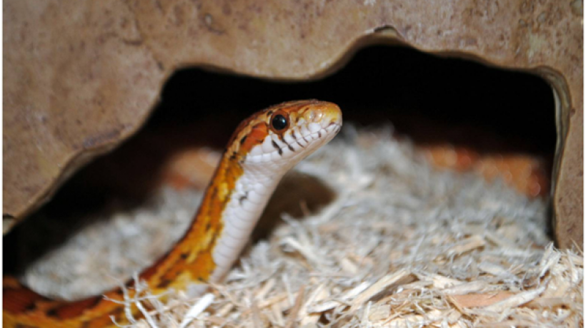 How to Care for a Corn Snake