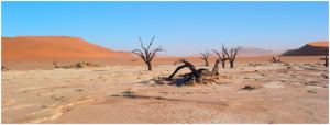 Desert Survival