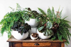 plants for bathroom