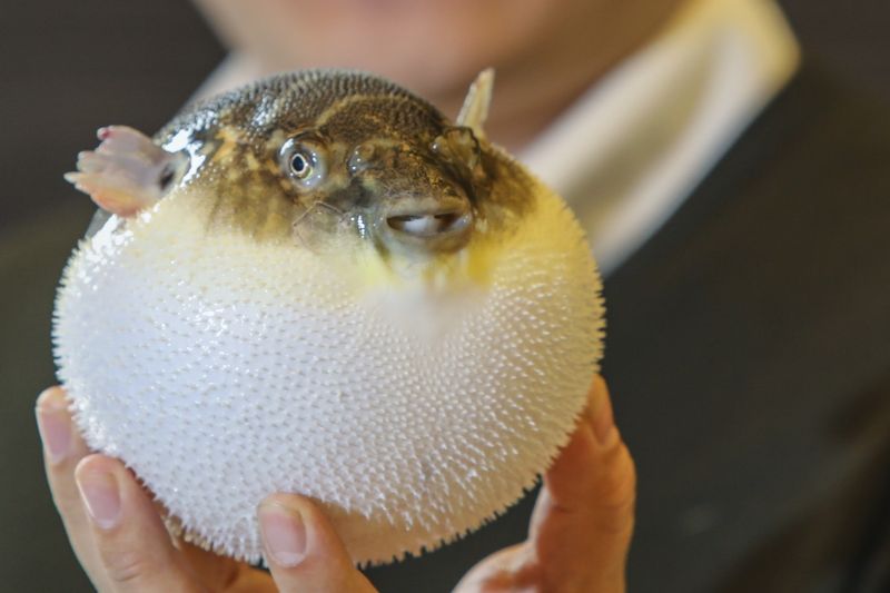 puffer fish fugu puffer fish fugu