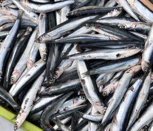 types of fish