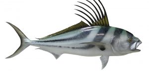 types of fish