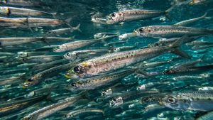 types of fish