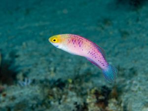 types of fish