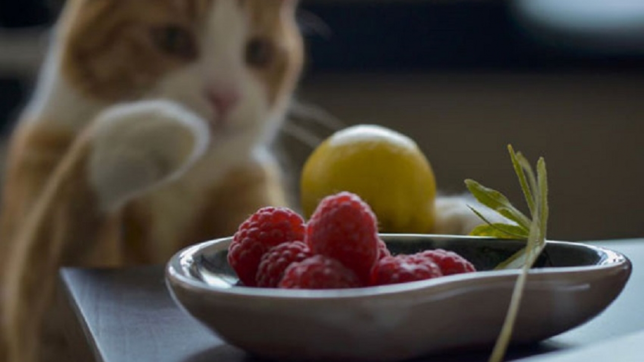 cats eat raspberries