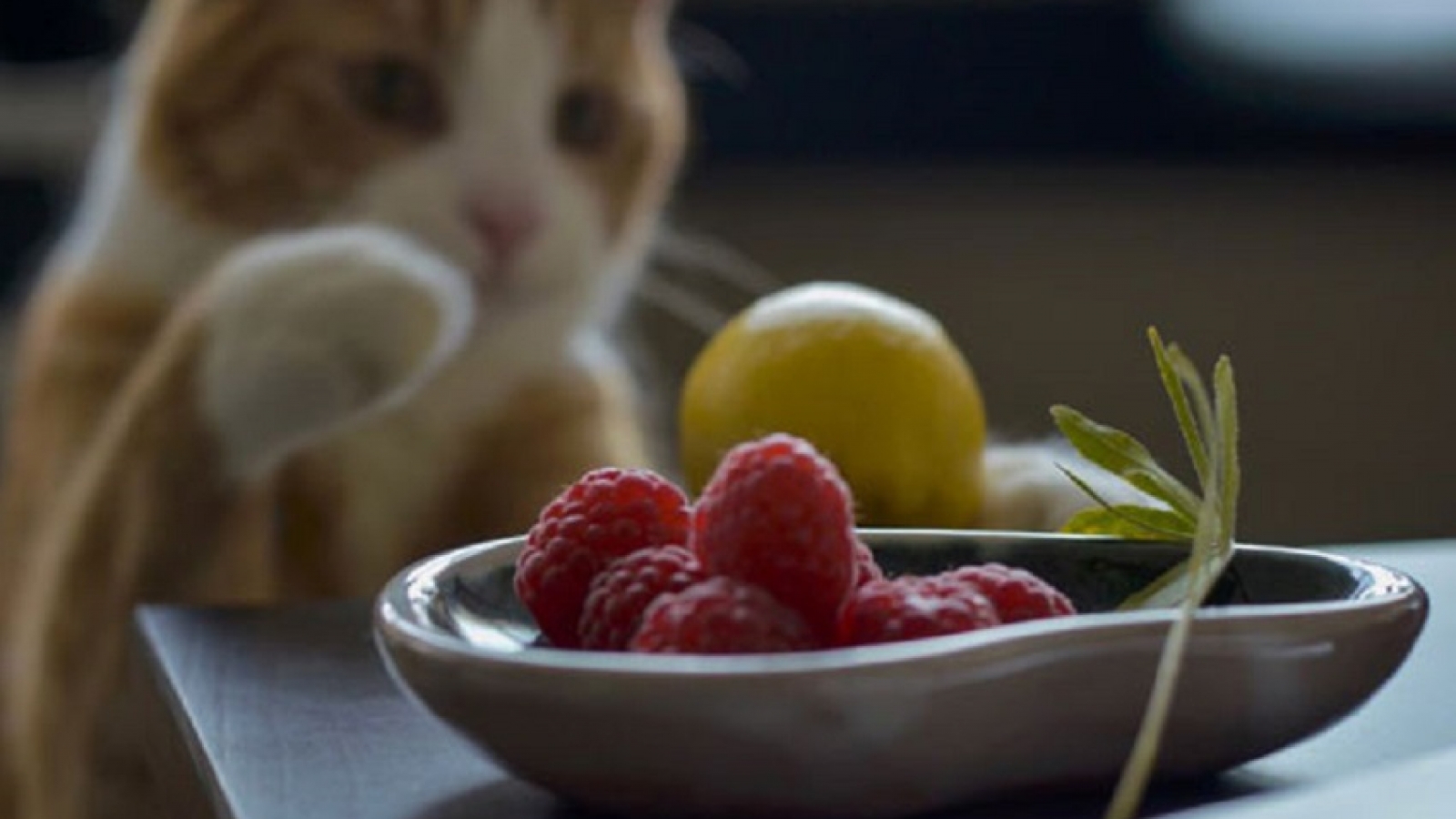 Can Cats Eat Raspberries Discover The Answer