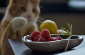 cats eat raspberries