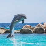How Long Do Dolphins Live?