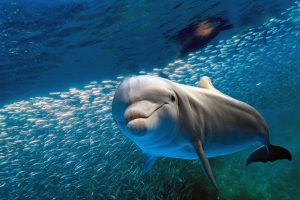 How Long Do Dolphins Live