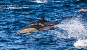 How Long Do Dolphins Live