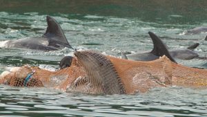 How Long Do Dolphins Live