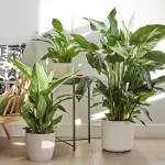 Spathiphyllum