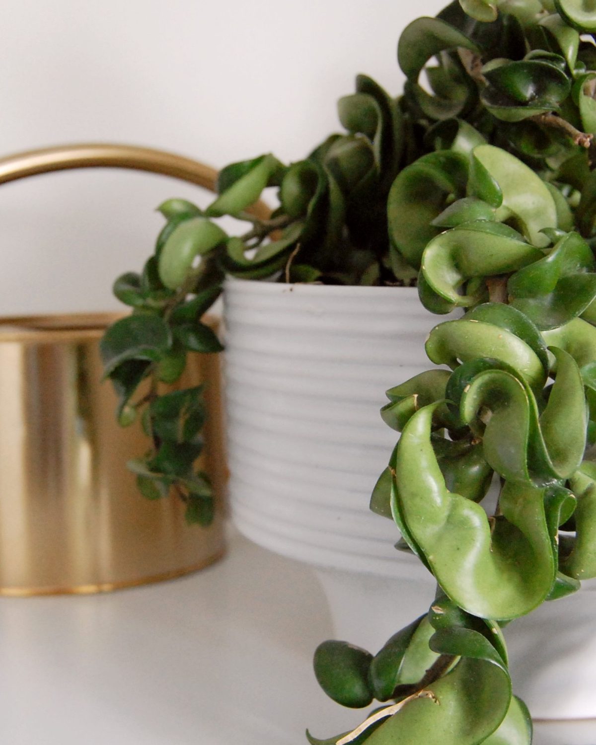 The Rope Vine