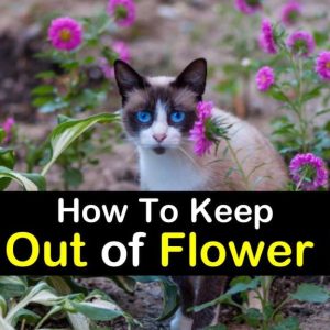 How to Keep Cats Out of Flower Beds