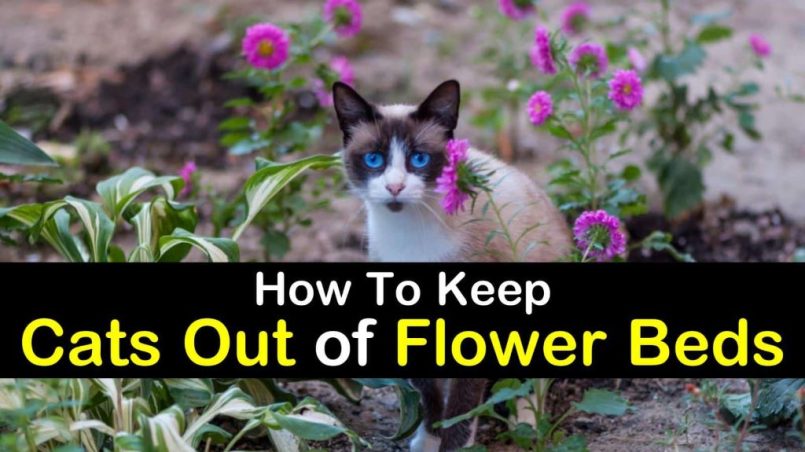 How to Keep Cats Out of Flower Beds