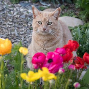 Keep Cats Out of Flower Beds