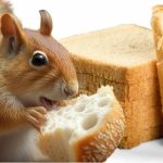 Can Squirrels Eat Bread?