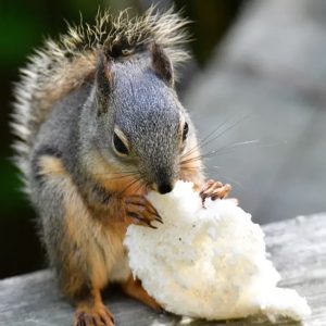 Tips for Feeding Bread to Squirrels