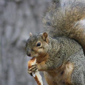 Squirrels Can Eat Bread in Moderation
