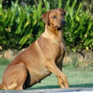 Timeline of Dog Pregnancy
