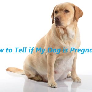 How to Tell if My Dog is Pregnant?