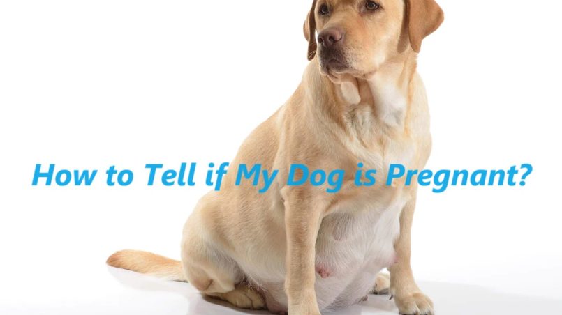 How to Tell if My Dog is Pregnant?