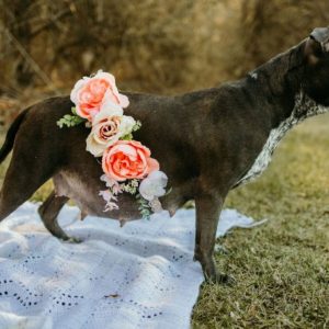 Dog Birth and Delivery