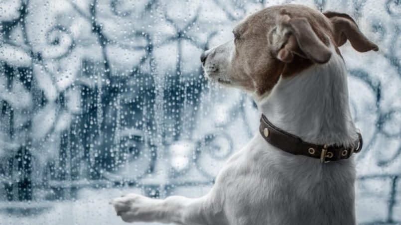 How can I make my dog happy on a rainy day?