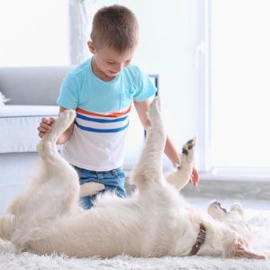 How do you entertain a pet?