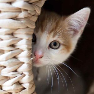 How to calm a frightened cat?