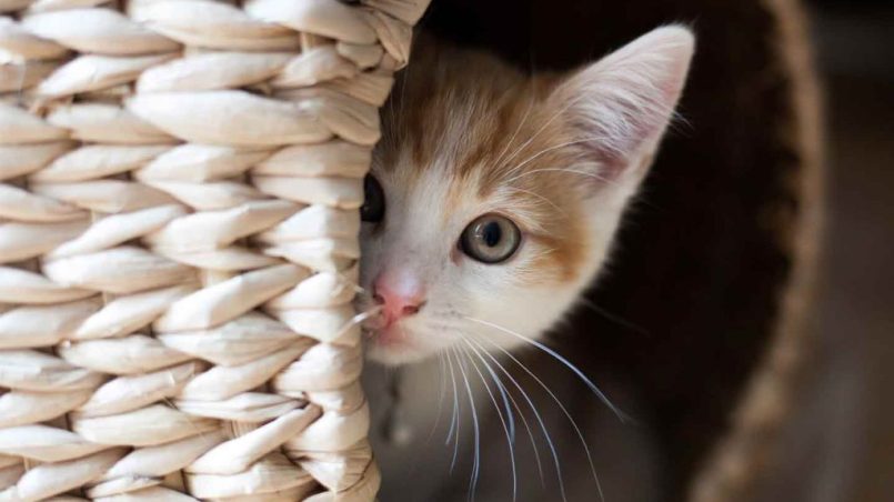 How to calm a frightened cat?
