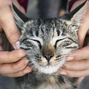 How do I make my cat calming environment?