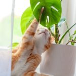 A Monstera plant on a windowsill with a curious cat nearby, highlighting pet safety concerns
