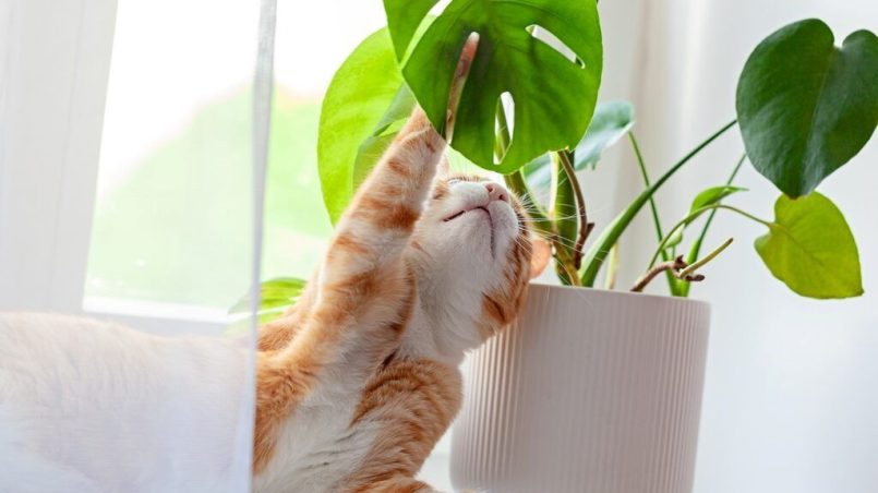 A Monstera plant on a windowsill with a curious cat nearby, highlighting pet safety concerns