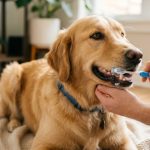 Golden Retriever sitting calmly while owner gently brushes its teeth with pet toothpaste.